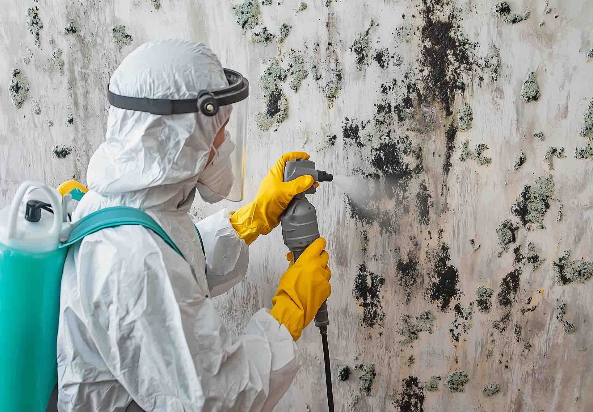 Mold Only: The Best South Florida Certified Mold Remediation Company